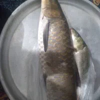ماهی  تازه مال امروز صبح ...کیلویی