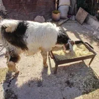 دو عدد بز و بزغاله جوان|حیوانات مزرعه|دالاهو, |دیوار