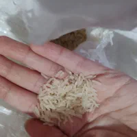 برنج فجر امسال|خوردنی و آشامیدنی|فاضل آباد, |دیوار