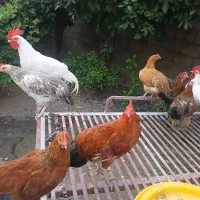 مرغ