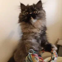 بچه گربه پرشین اگزوتیک ، کالیکو ، ۳/۵ ماهه دختر