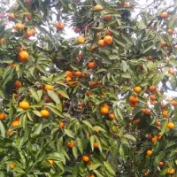 فروش نارنگی محلی در ساری