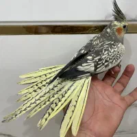 عروس هلندی ماده گل باقالی رام زعفرونی لوتینوآلبینو