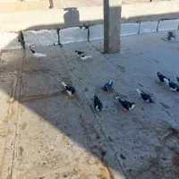 سیاه پوش پرنده|پرنده|قزوین, |دیوار