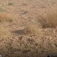 باسند-و-پروانه-زمین