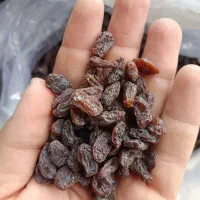 کشمش افتابی سورت لیزر بدون حتی یه دونه سوک و روغن