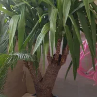 ساعت|لوستر و چراغ آویز|تهران, سبلان (لشگر)|دیوار