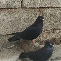 زاغ ابادانی|پرنده|شوش, |دیوار