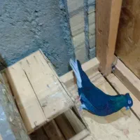 اشعل یا دمسفید نر