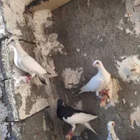 شهری و گوره ای