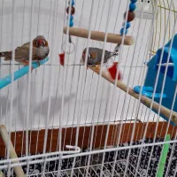 پرنده|پرنده|مهربان, |دیوار