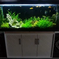 آکواریوم پلنت