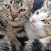 ۲تا بچه گربه نر و مادر