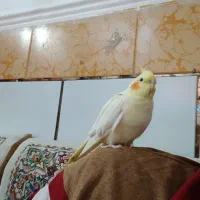 عروس پاریس|پرنده|اهواز, منازل کارون|دیوار