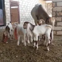بز پاکستانی