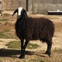 گوسفند شیشک