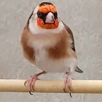 سهره نر متولد قفس