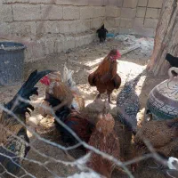 مرغ وخروس|حیوانات مزرعه|ریگ, |دیوار