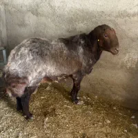 فروش گوسفند هترو