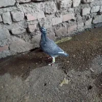 کبوتر|پرنده|نوده خاندوز, |دیوار