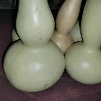 کدو قلیانی|گل و گیاه طبیعی|نیشابور, ابراهیم ادهم|دیوار