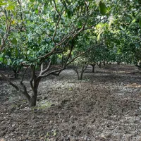 ۲۴۵۰ متر باغ مرکبات مرتب ۱۰۰ متری آسفالت