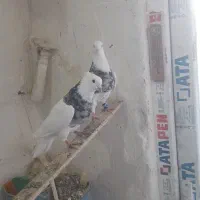 جوجه طوقی الماسی اصلیل