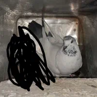 کبوتر پرشی