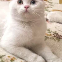 توله گربه های بریتیش انگورا|گربه|تبریز, |دیوار