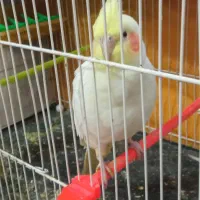 عروس هلندی ناز