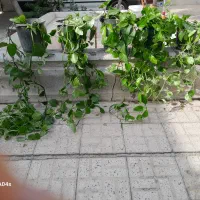 کلها سرسبز وطبیعی و سالم|گل و گیاه طبیعی|اصفهان, بوستان ناژوان|دیوار