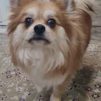 سگ پامر انین