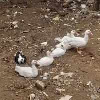 اردک ژاپنی