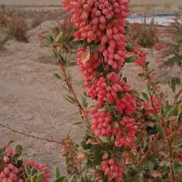 زرشک تازه