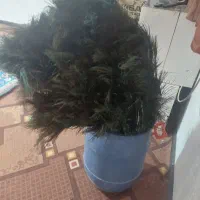 هزارتا پر طاووس