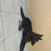 سگ ژرمن بلک نر