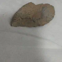 سنگ آمونیت|کلکسیون اشیاء عتیقه|مبارکه, |دیوار