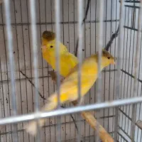 قناری رسمی بلند و سوپری کاکل