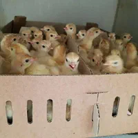 جوجه بوقلمون بیوتی شش سنگین وزن