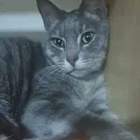 واگذاری پیشی ملوس و آروم