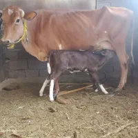 گاو وگوسال ماده