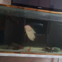 آکواریوم بزرگ