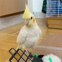 یک جفت عروس هلندی