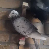 ۶ تا ماده|پرنده|تربت جام, مطهری|دیوار