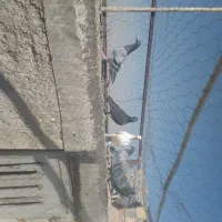 تعدادی پلاکی|پرنده|مرودشت, ابوذر جنوبی|دیوار