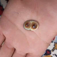 سنگ باباقوری اصل انگشتر نو