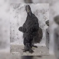 88عدد جوجه نژاددار درهم برهما گلین آمرکانا لاری