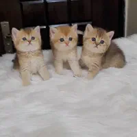 کوچولوهای دوست داشتنی