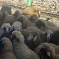 بره پاییزه شیری|حیوانات مزرعه|کرمانشاه, |دیوار