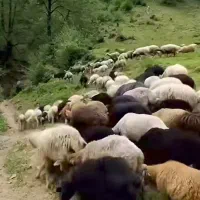 گوسفندپرواری کوهستانی،چاق وچله|حیوانات مزرعه|قزوین, |دیوار